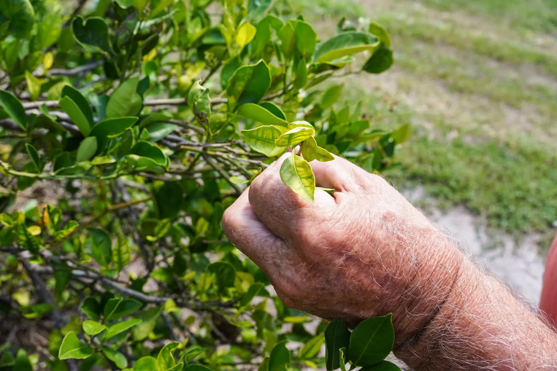 <em>Sidney Tillett, agricultor de toda la vida, muestra hojas de naranja que han crecido de forma asimétrica debido a la enfermedad del enverdecimiento de los cítricos, con marcas de picaduras del psílido asiático de los cítricos, en su granja en Terra Ceia, Florida, el 21 de mayo de 2026. La destrucción de la industria citrícola de Florida se aceleró en 2005 cuando la enfermedad propagada por el psílido asiático de los cítricos apareció en Estados Unidos. (Jacob Burg/The Epoch Times)</em>