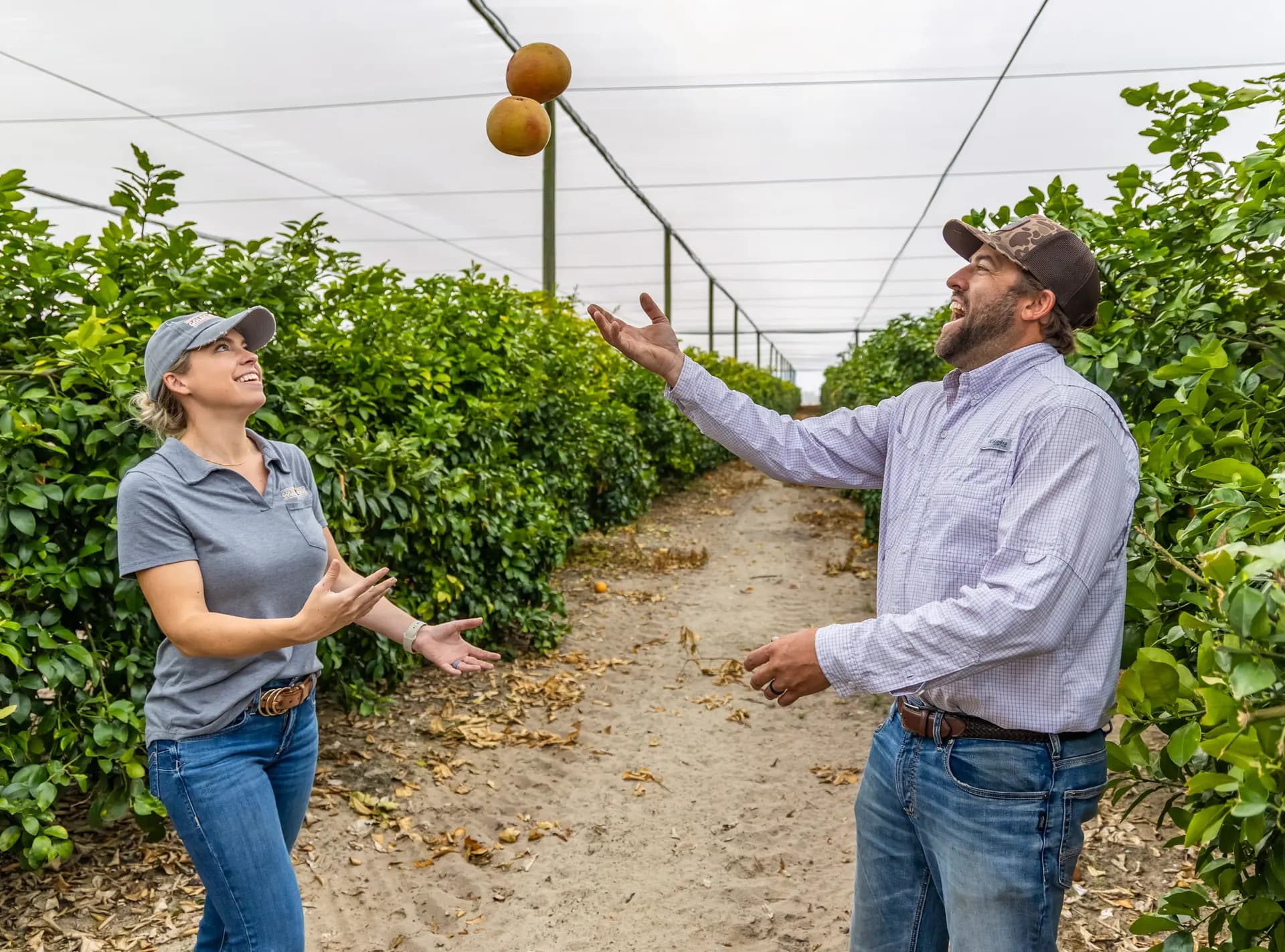 <em>Katie y Shane Bevilacqua lanzan pomelos recién cosechados cultivados en su granja Golden Ridge Groves en Bartow, Florida, el 3 de marzo de 2026. Los Bevilacqua tienen un mercado público junto a campos de bayas donde los clientes pueden recoger sus propias cestas de fruta. (Natasha Holt/The Epoch Times)</em>