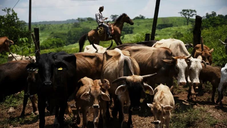 Texas lucha contra el gusano barrenador un parásito que devora ganado y amenaza a humanos