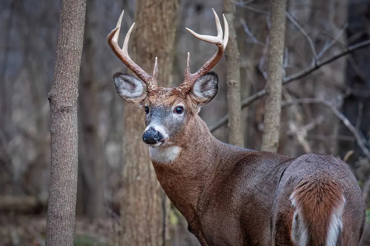 <em>Un joven ciervo exhibe una impresionante cornamenta. (Shuterstock/Jim Cumming).</em>