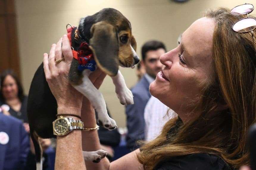 Una mujer sostiene a un cachorro de beagle que fue rescatado de un centro de investigación médica durante un evento para dar a conocer la Ley de Liberación de Animales de Compañía de los Experimentos (CARE), en el Capitolio, el 22 de septiembre de 2022 en Washington, DC. (Kevin Dietsch/Getty Images)
