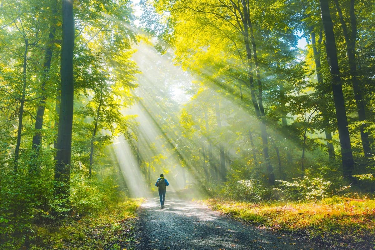 Cómo la naturaleza reconfigura su cerebro de maneras medibles. (Smileus/Shutterstock).