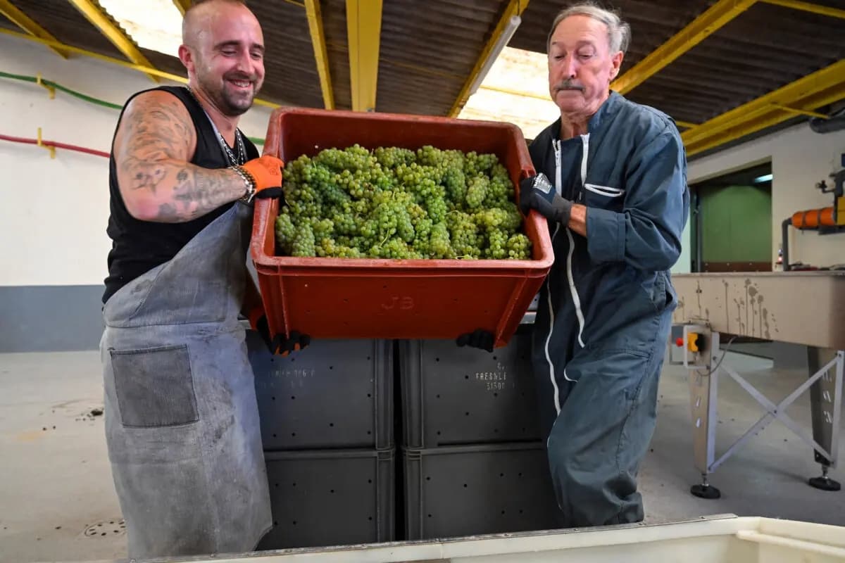 Los cosechadores llenan una prensa con uvas Chardonnay en la cooperativa Mailly-Champagne durante la cosecha de champán de 2025, el 26 de agosto de 2025. (Francois Nascimbeni/AFP vía Getty Images)