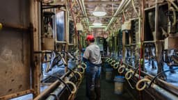 Empresas lecheras podrán contratar trabajadores temporales mediante visas H-2A