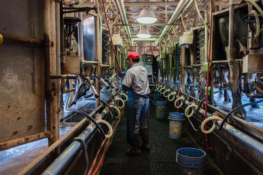 Raúl (Che) Pedroza Cedillo ordeña vacas Holstein en Frank Konyn Dairy Inc., el 16 de abril de 2020, en Escondido, California. (ARIANA DREHSLER/AFP vía Getty Images)