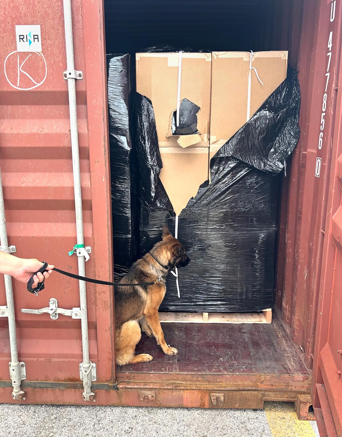 A Letti, una pastora alemana de dos años, se le atribuyó el mérito de haber descubierto la marihuana dentro de un contenedor de transporte. (Servicio de Aduanas y Protección Fronteriza de EE. UU.).