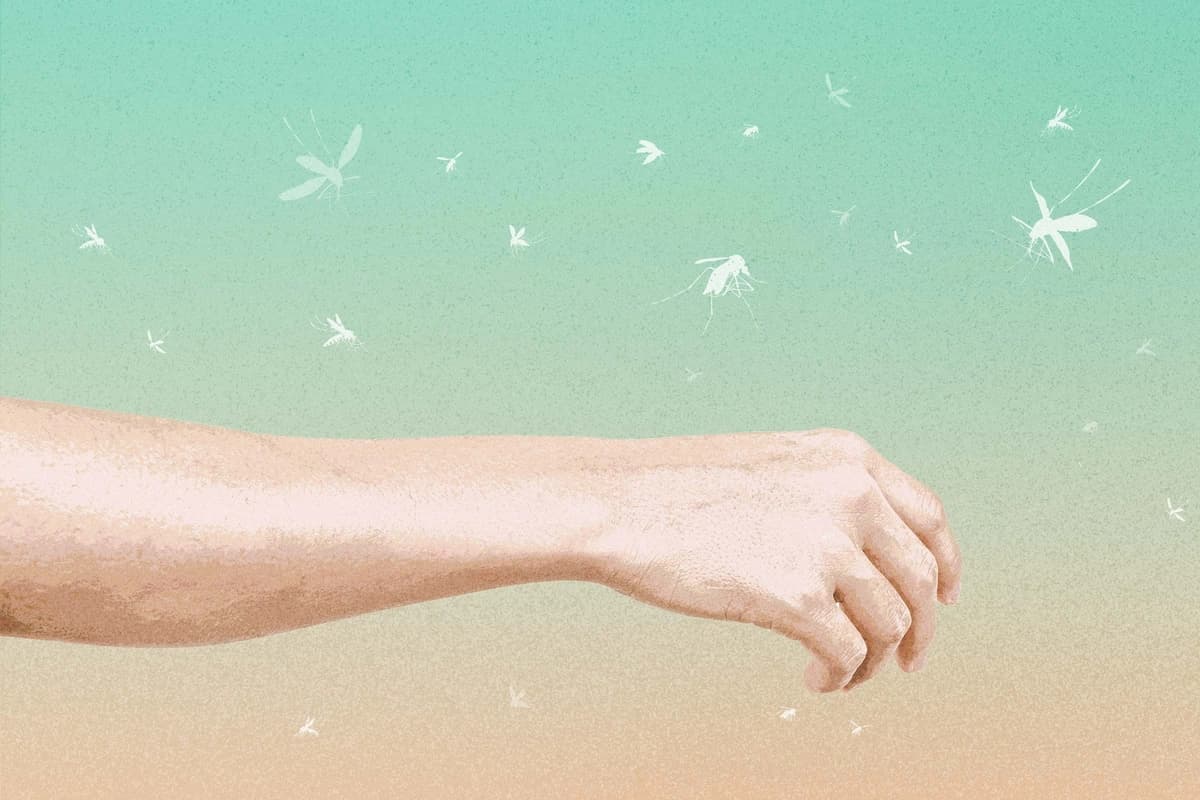 12 Cosas que le convierten en Imán para mosquitos. (Ilustración de The Epoch Times, Shutterstock).