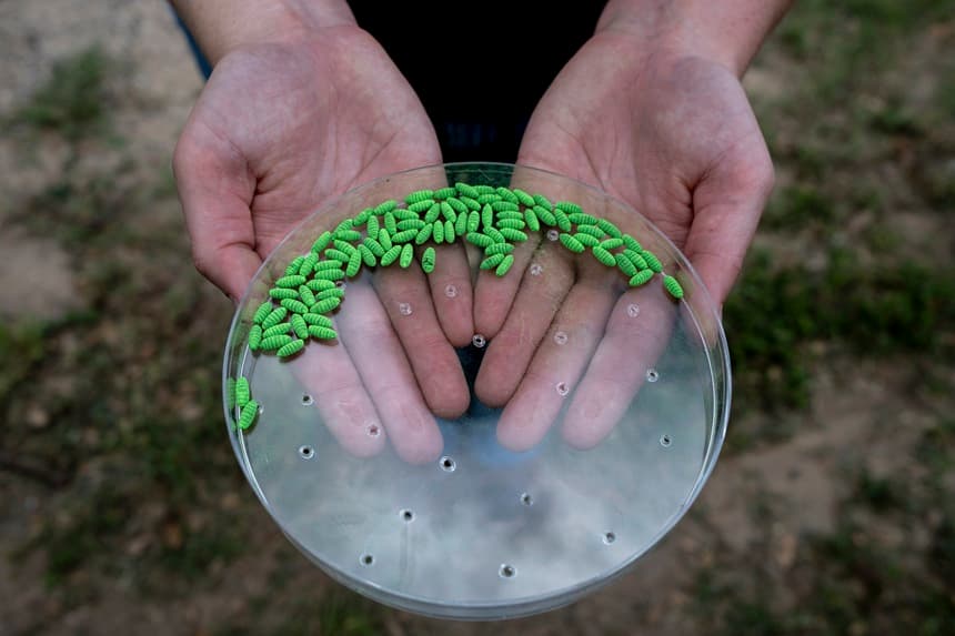Un empleado del Departamento de Agricultura de Estados Unidos sostiene pupas estériles de la mosca del gusano barrenador durante una conferencia de prensa, el 11 de junio de 2026 en La Pryor, Texas. (Joel Angel Juárez/Getty Images)