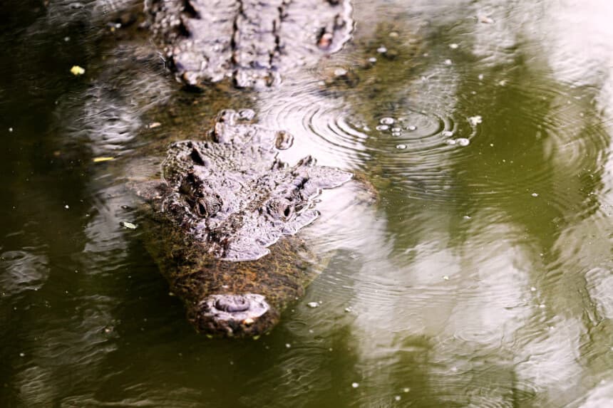Se observa un cocodrilo cerca del hoyo seis durante la primera ronda del Abierto de México en VidantaWorld 2025, en Vidanta Vallarta, el 20 de febrero de 2025 en Puerto Vallarta, México. (Orlando Ramírez/Getty Images)