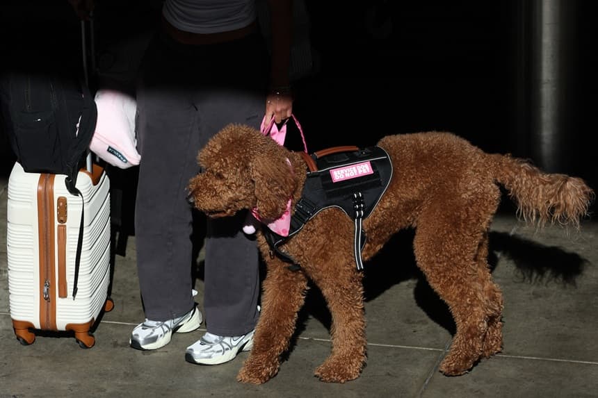 Un viajero va acompañado de un perro que lleva un chaleco de animal de servicio en el Aeropuerto Internacional de Los Ángeles (LAX), en Los Ángeles, el 26 de noviembre de 2025. (Foto de Patrick T. Fallon / AFP vía Getty Images)
