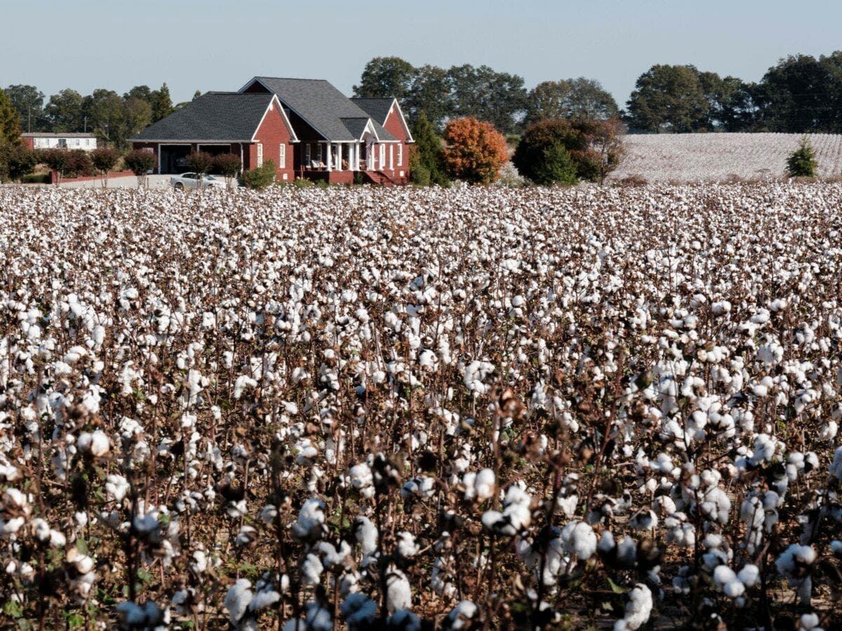 Algodón creciendo en un campo de una granja en Barnesville, Georgia, el 25 de octubre de 2024. (Yasuyoshi Chiba/AFP)