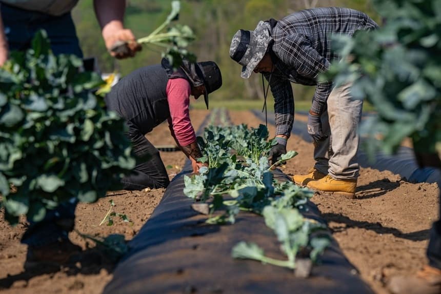 Unos trabajadores plantan hortalizas en Bluff View Farms, en West Jefferson, Carolina del Norte, el 24 de abril de 2026. (Allison Joyce/Getty Images)
