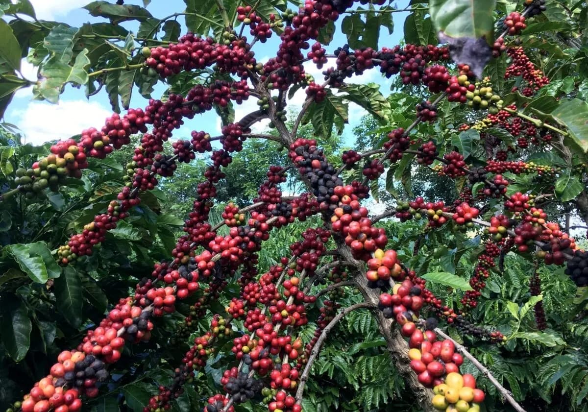 Frutos de café robusta en São Gabriel da Palha, estado de Espírito Santo, Brasil, el 2 de mayo de 2018. (José Roberto Gomes/Reuters)
