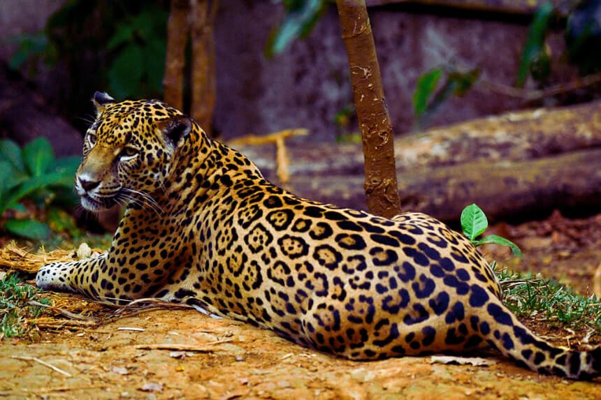 Un jaguar (Panthera onca), el 16 de marzo de 2026. (Ezequiel BECERRA / AFP vía Getty Images)