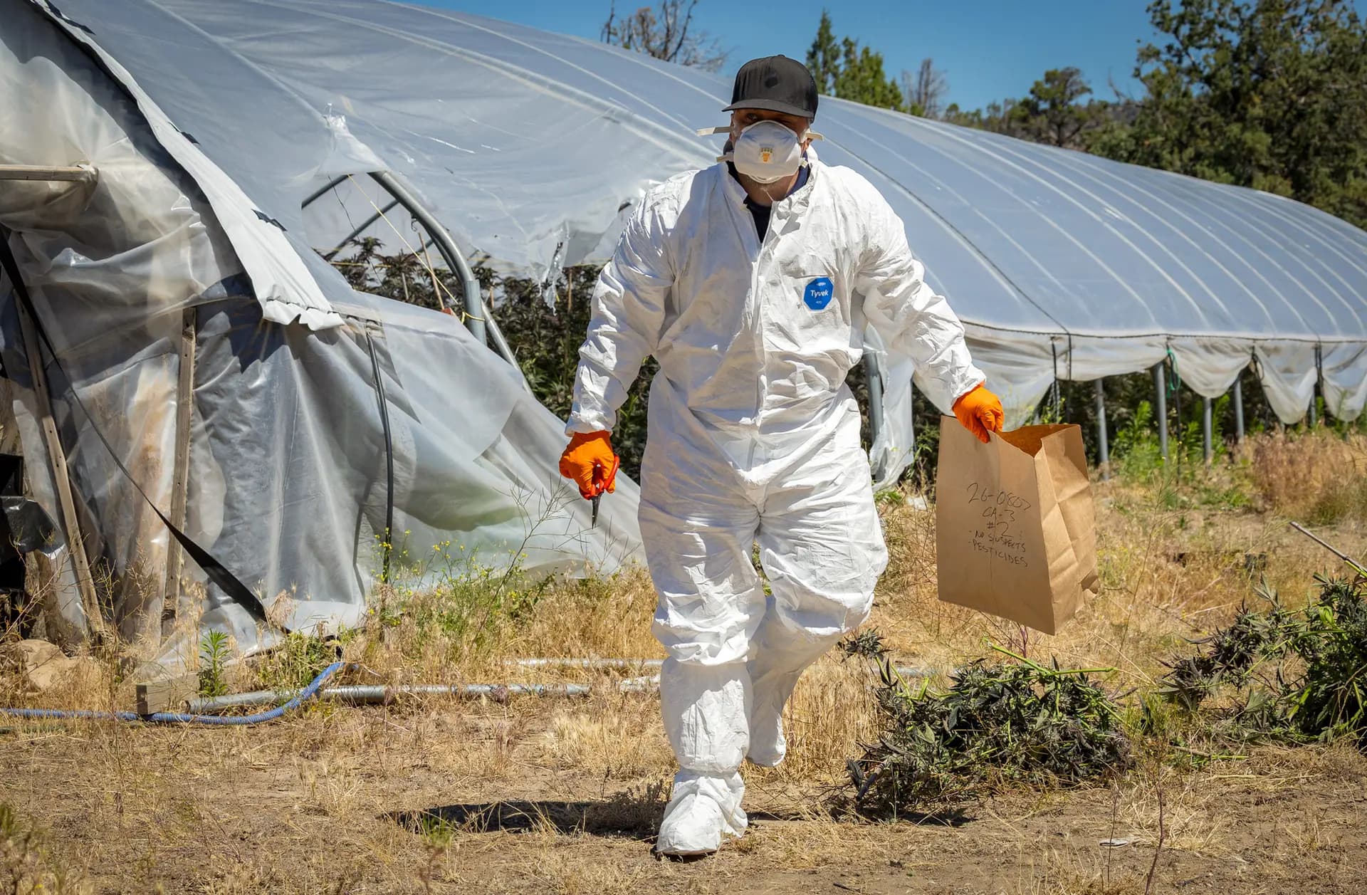 <em>Un funcionario del condado de Siskiyou obtiene evidencia del uso de pesticidas en plantaciones ilegales de marihuana en las afueras de Montague, California, el 4 de junio de 2026. Se utilizan pesticidas altamente tóxicos, prohibidos y de origen extranjero para cultivar cannabis del mercado negro en aproximadamente el 80 por ciento de las plantaciones del condado. (John Fredricks/The Epoch Times)</em>