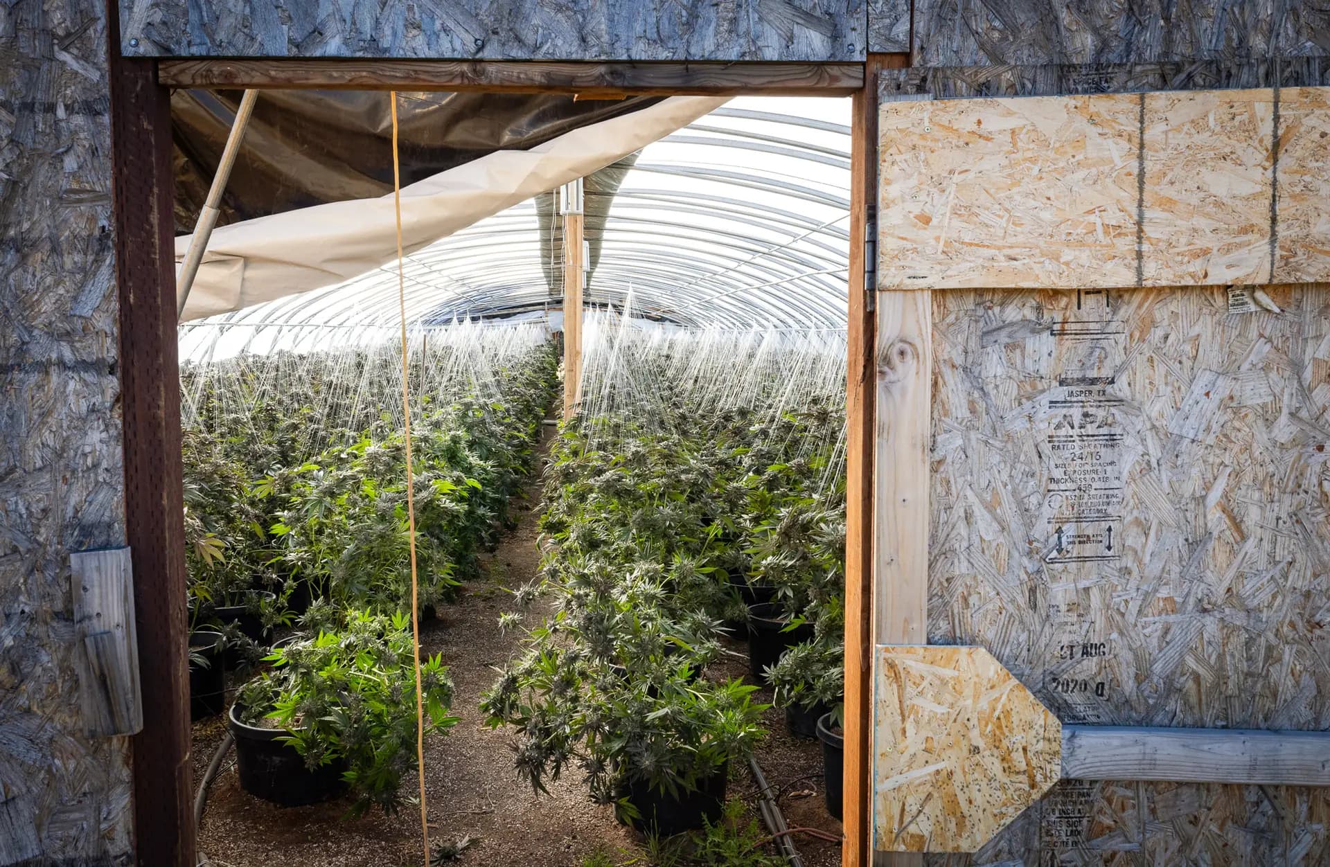 <em>Plantas de marihuana ilegales crecen en invernaderos a las afueras de Montague, California, el 4 de junio de 2026. Una libra típica de marihuana procesada del mercado negro puede venderse por un par de cientos de dólares en California, pero alcanza un precio mucho mayor en otros lugares. (John Fredricks/The Epoch Times)</em>