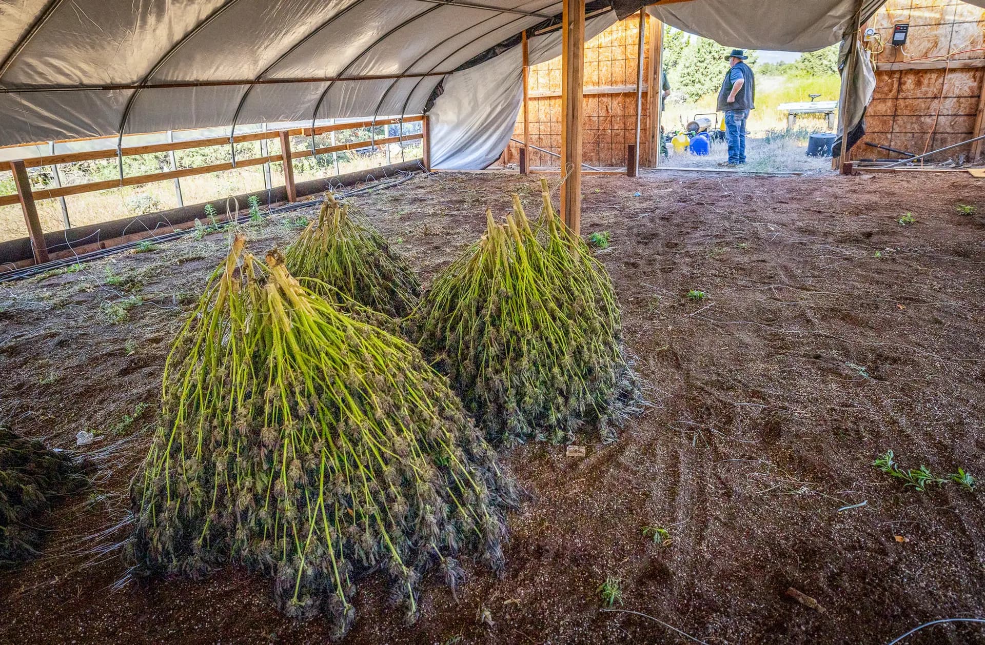<em>Plantas de marihuana ilegales crecen en invernaderos cubiertos en las afueras de Montague, California, el 4 de junio de 2026. (John Fredricks/The Epoch Times)</em>