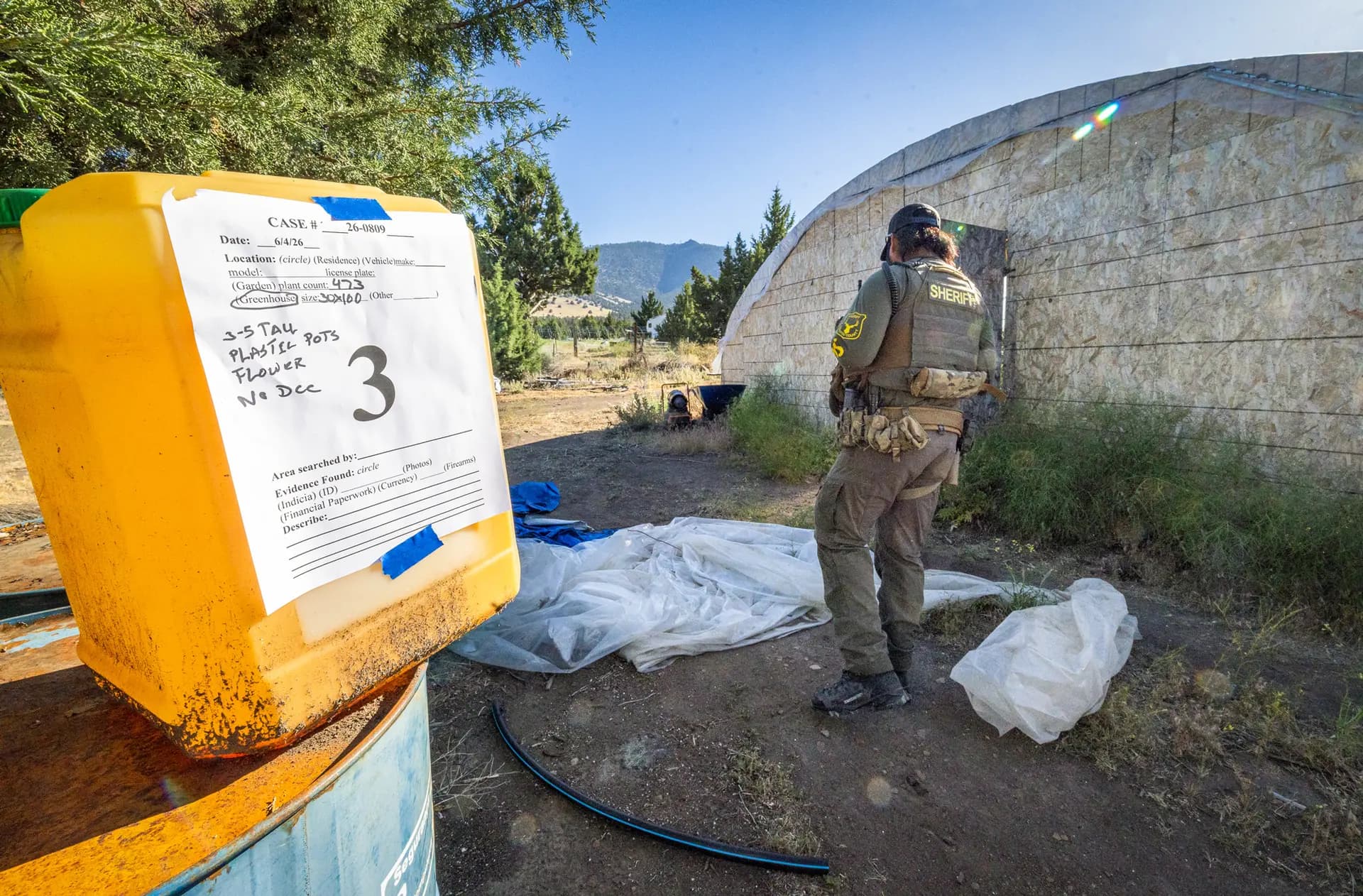 <em>Agentes del Departamento del Sheriff del Condado de Siskiyou recolectan evidencia de una plantación ilegal de marihuana en las afueras de Montague, California, el 4 de junio de 2026. El sheriff del condado de Siskiyou, Jeremiah LaRue, afirma que el volumen de marihuana ilegal erradicada es insignificante en comparación con la cantidad que se cultiva y vende en el mercado negro. (John Fredricks/The Epoch Times)</em>