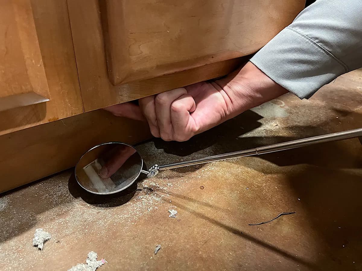 Mike Golleher, especialista en escorpiones, utiliza un espejo para buscar escorpiones de la corteza que puedan estar escondidos debajo del lavabo en Tempe, Arizona, el 24 de junio de 2026. (Allan Stein/The Epoch Times)