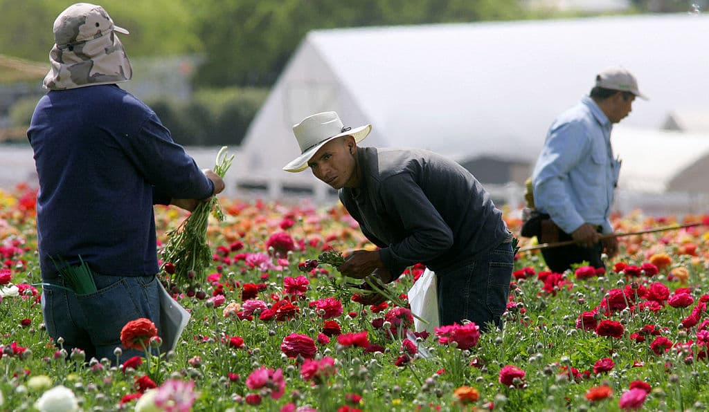 <em>Trabajadores hispanos cosechan bulbos de ranúnculo en los campos de flores de Carlsbad, en California, el 23 de marzo de 2007. El último informe del PIB latino indica una diversificación de actividades económicas sobre las ocupaciones tradicionales en la agricultura y construcción.(Sandy Huffaker/Getty Images)</em>