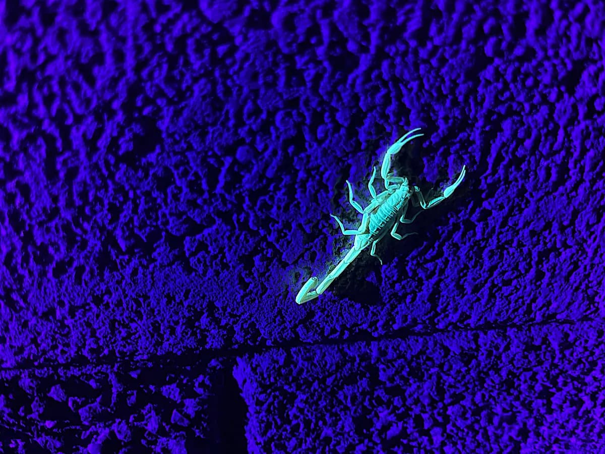 Un escorpión de corteza adulto, el más venenoso de Estados Unidos, brilla con un color azul verdoso intenso bajo la luz de una linterna ultravioleta en Tempe, Arizona, el 24 de junio de 2026. (Allan Stein/The Epoch Times)