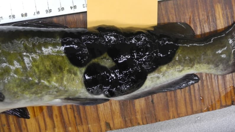 Detectan un cáncer de piel contagioso y poco común en peces de  Estados Unidos y Canadá