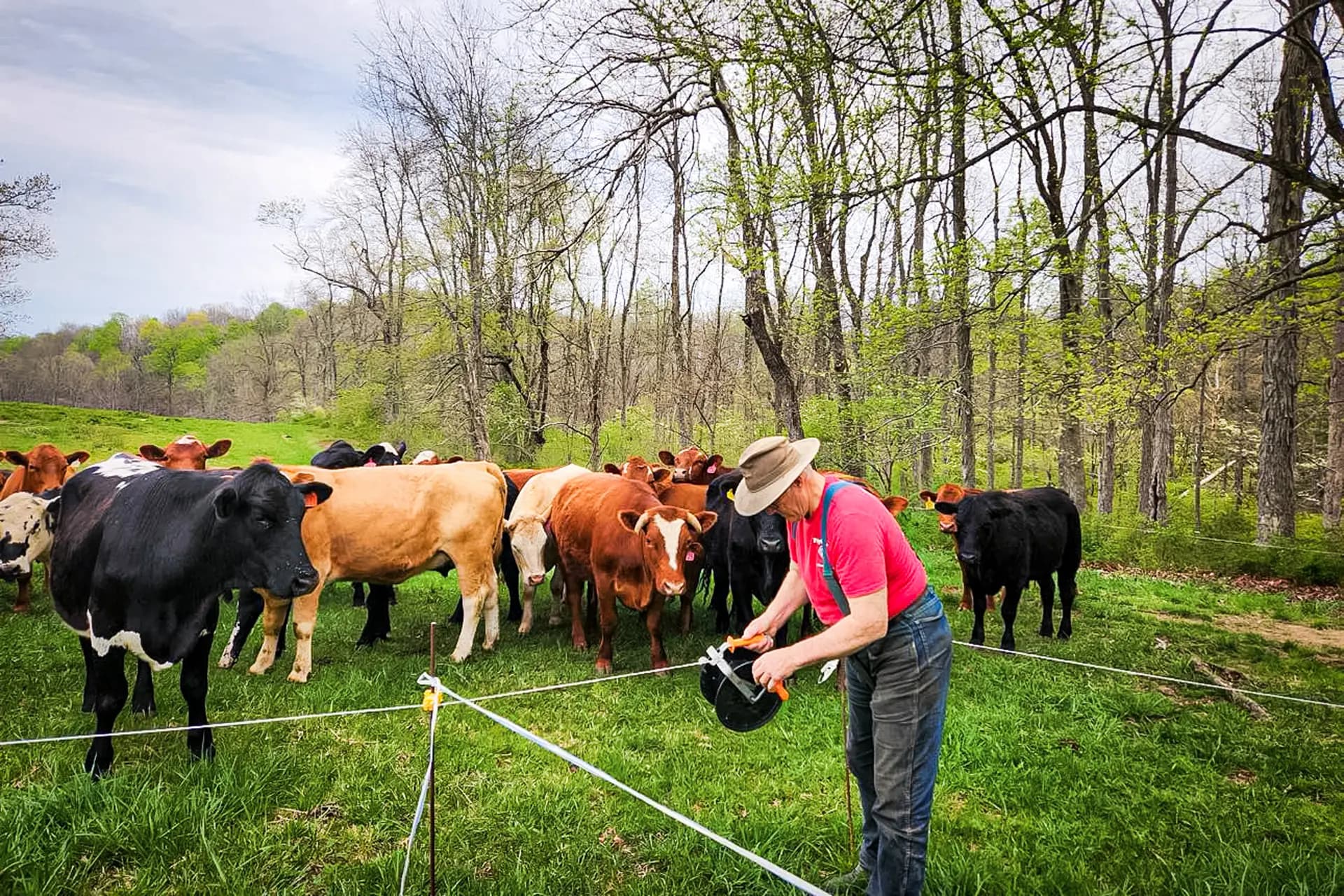 El agricultor Joel Salatin traslada el ganado de un pastizal a otro en Polyface Farms, en las afueras de Swoope, Virginia, en 2024. (Jeff Louderback/The Epoch Times).
