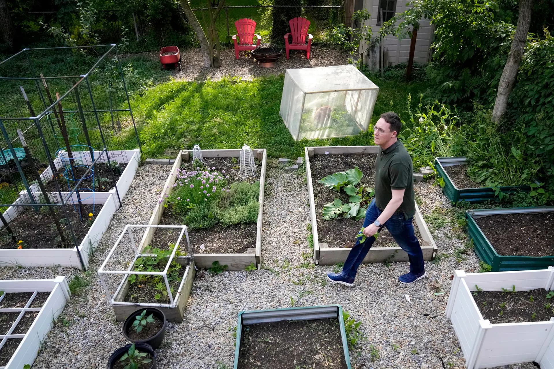 Un hombre recolecta alimentos para la cena en el huerto de su patio trasero, en el barrio de Hyde Park de Chicago, el 21 de mayo de 2024. Joel Salatin, defensor de la agricultura sostenible, desea liberar a los estadounidenses del exceso de regulación mediante el comercio de alimentos entre vecinos. (Charles Rex Arbogast/AP Photo).