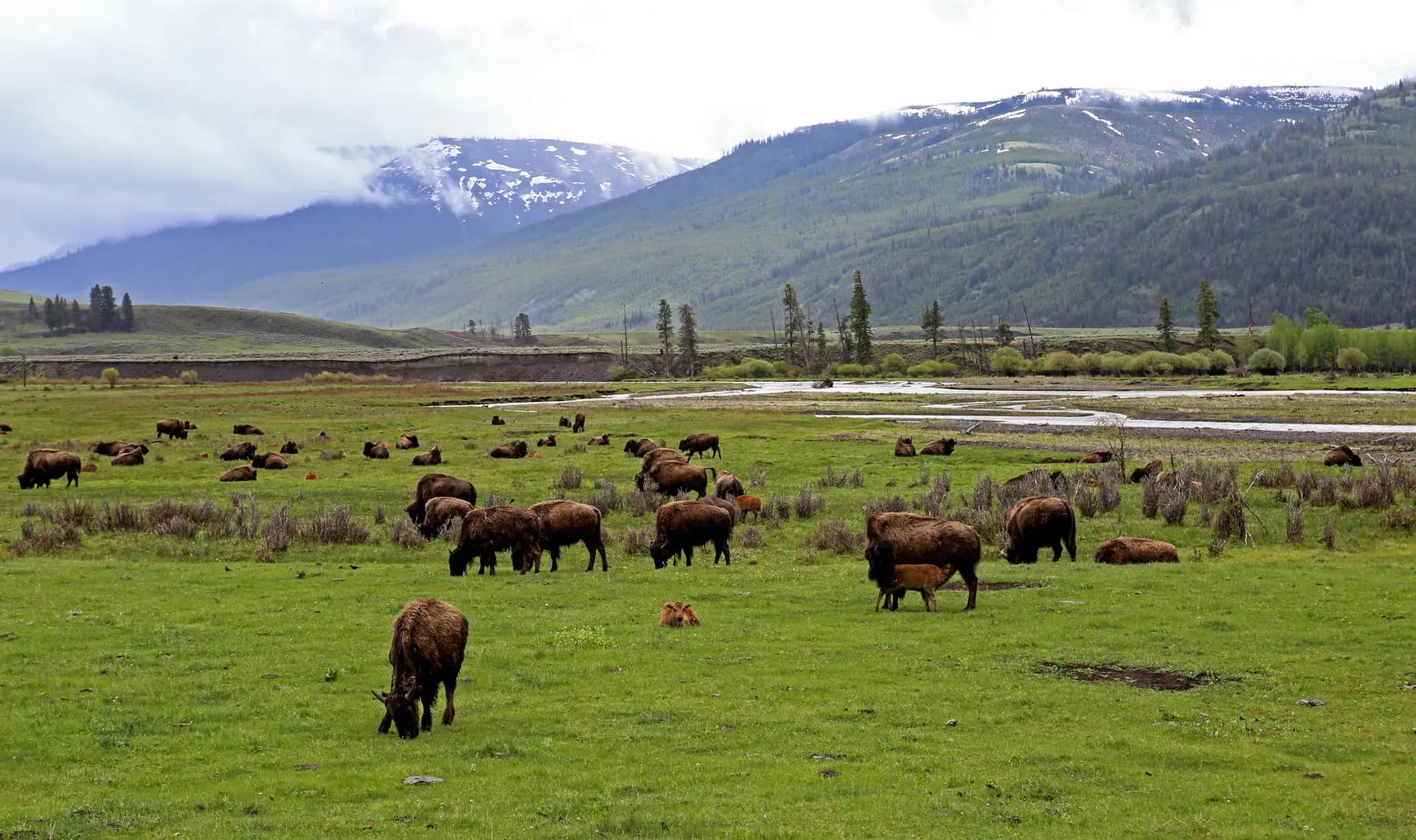Los bisontes pastan en el Valle de Lamar, en el Parque Nacional de Yellowstone, el 31 de mayo de 2026. Yellowstone es el único lugar de Estados Unidos donde los bisontes han vivido de manera ininterrumpida desde la prehistoria. (Bobby Sánchez para The Epoch Times).