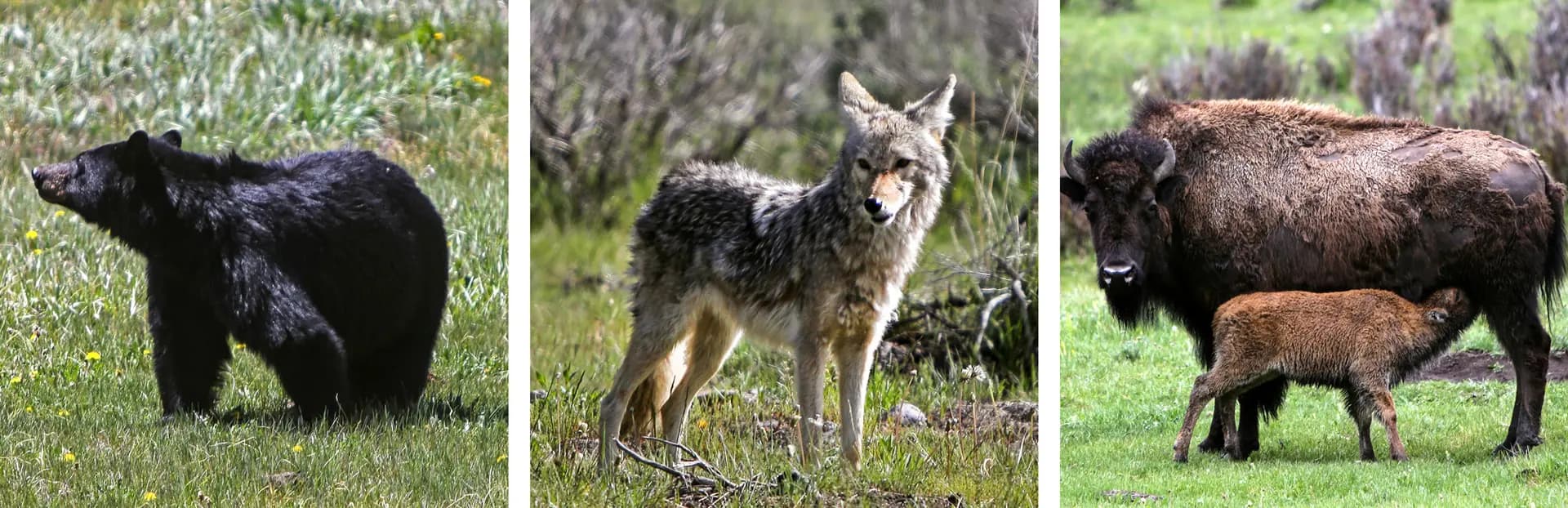(Izquierda) Un oso negro olfatea el aire en el Parque Nacional de Yellowstone el 1 de junio de 2026. En Yellowstone habitan dos especies de osos: el oso negro y el oso grizzly. (Centro) Un coyote observa una zona de campamento en el Parque Nacional de Yellowstone el 1 de junio de 2026. Los coyotes son depredadores comunes en Yellowstone, y con frecuencia se les ve atravesando los prados y valles del parque. (Derecha) Un bisonte amamanta a su cría en el Valle de Lamar, en el Parque Nacional de Yellowstone, el 31 de mayo de 2026. El valle, ubicado en el extremo noreste del parque, se considera uno de los mejores lugares para observar osos, lobos y bisontes. (Bobby Sánchez para The Epoch Times).