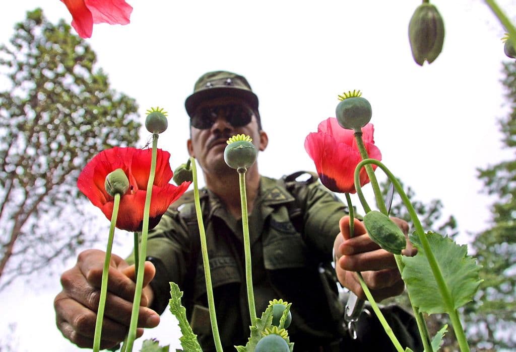 <em>Imagen de archivo: un oficial del Ejército mexicano muestra una planta de amapola cultivada por narcotraficantes en México, cuya resina puede ser refinada para producir heroína. (Alfredo Estrella/AFP vía Getty Images)</em>
