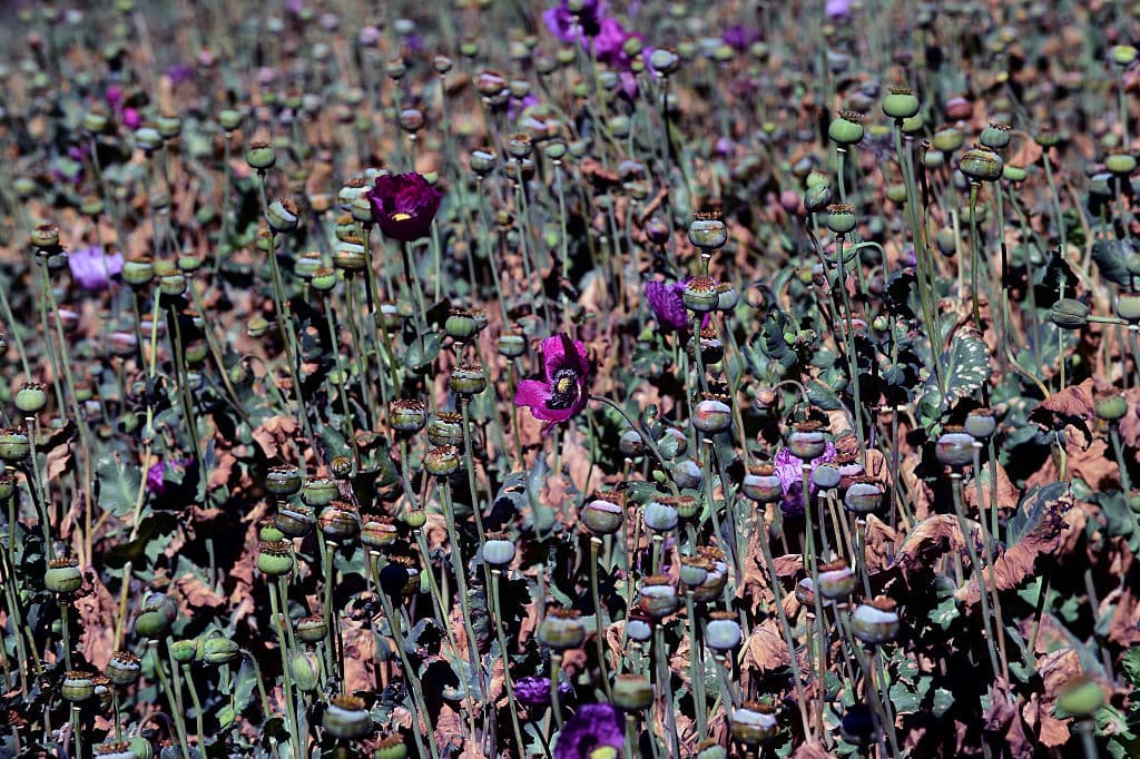 <em>Campo de cultivo de amapola en la montaña de la comunidad de Surutato, Sinaloa, México, el 8 de diciembre de 2016. (Alfredo Estrella/AFP vía Getty Images)</em>