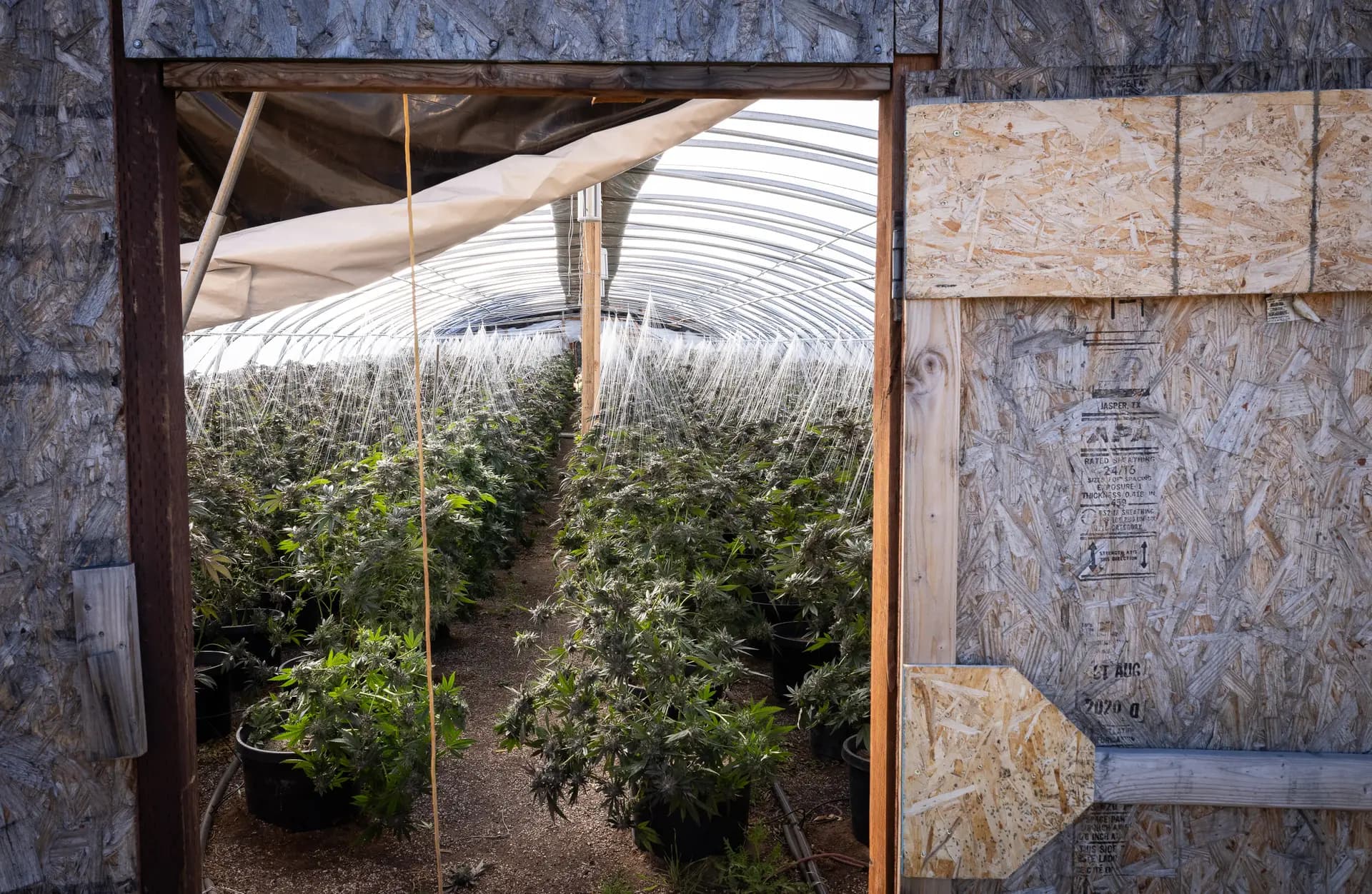 Plantas ilegales de marihuana crecen dentro de invernaderos cubiertos en las afueras de Montague, California, el 4 de junio de 2026. (John Fredricks/The Epoch Times)