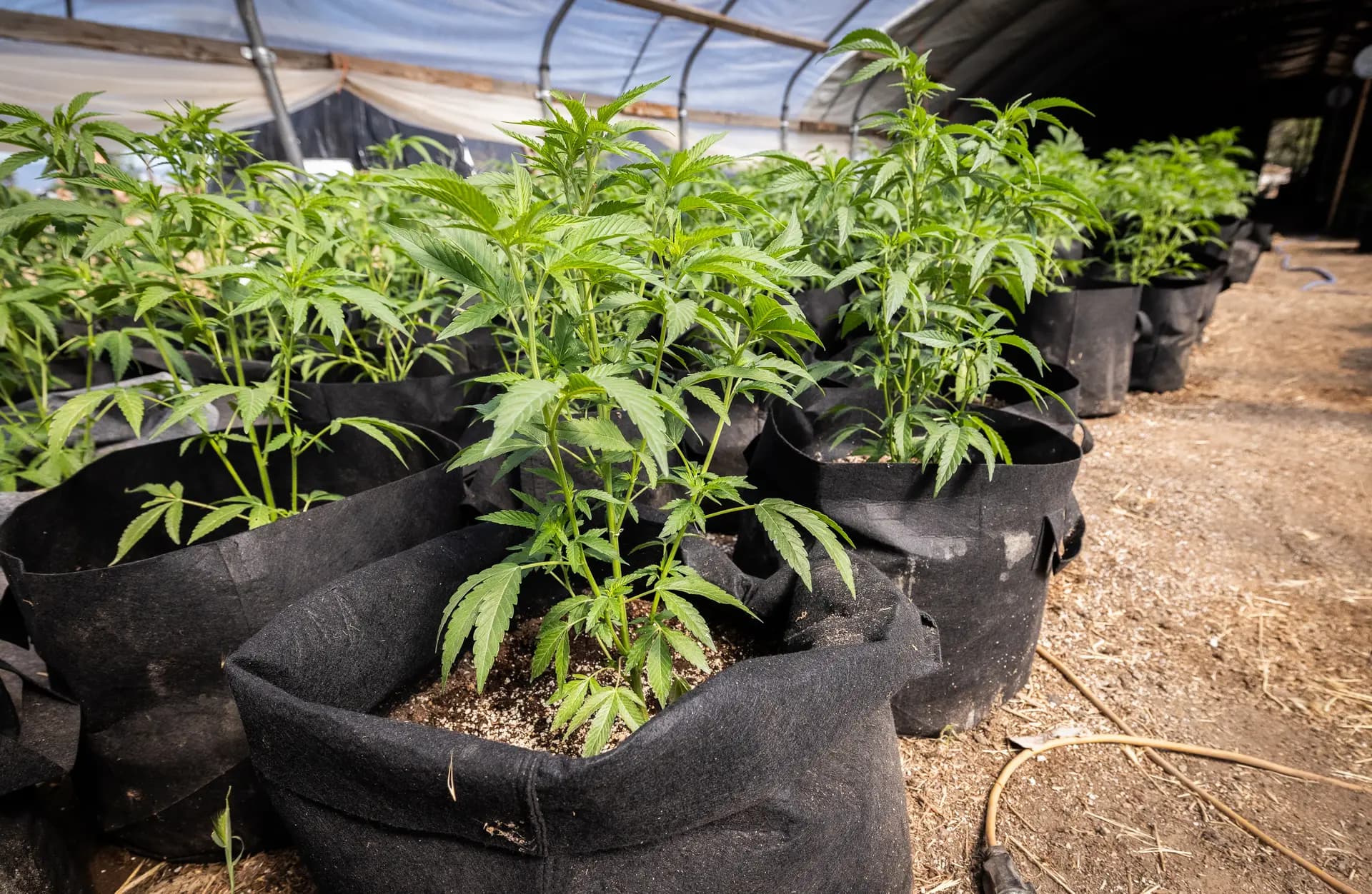 Plantas ilegales de marihuana crecen dentro de invernaderos cubiertos en las afueras de Montague, California, el 4 de junio de 2026. (John Fredricks/The Epoch Times)