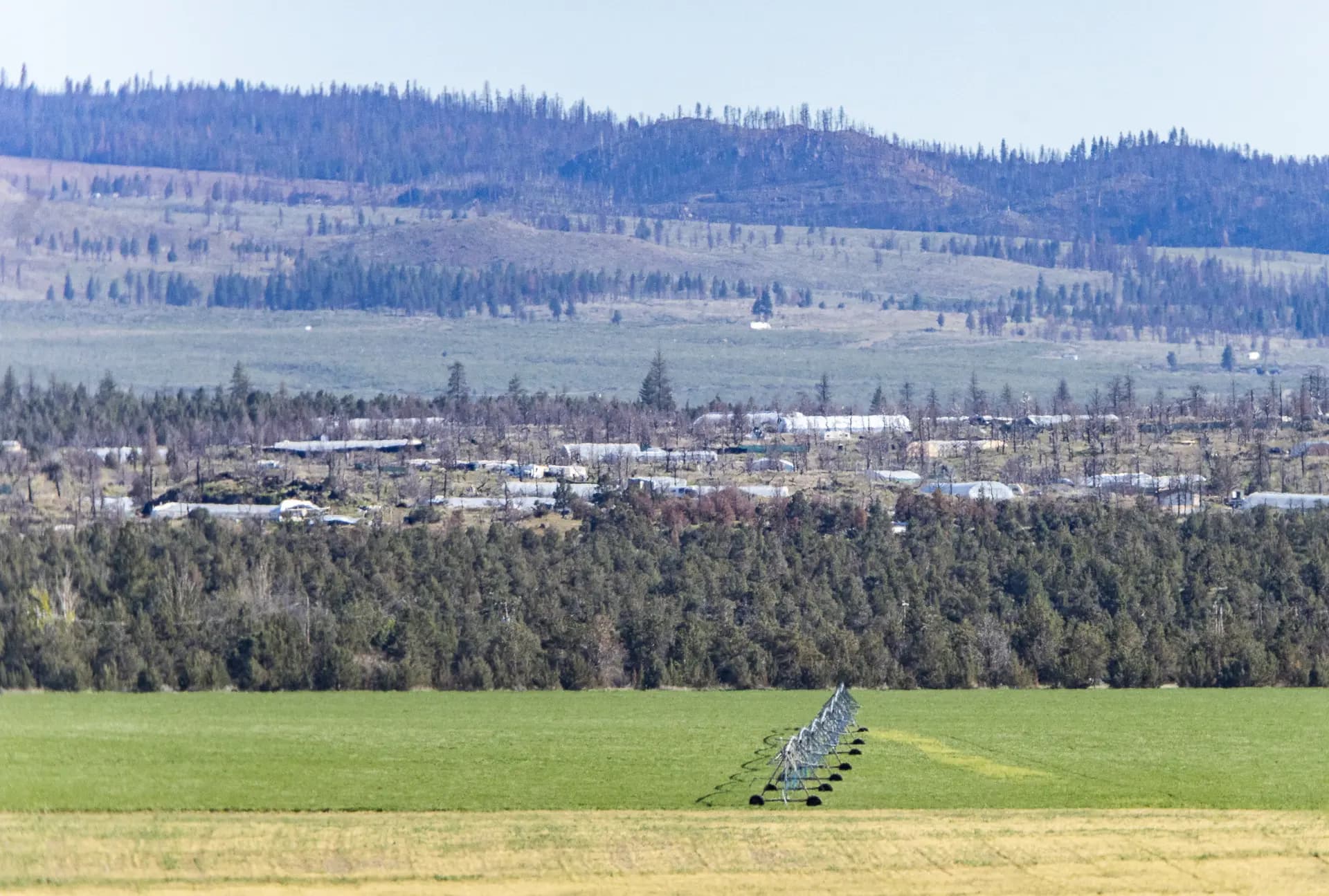 Cientos de sitios de cultivo ilegal de marihuana operan justo a las afueras de granjas en funcionamiento en Montague, California, el 7 de mayo de 2024. (John Fredricks/The Epoch Times)