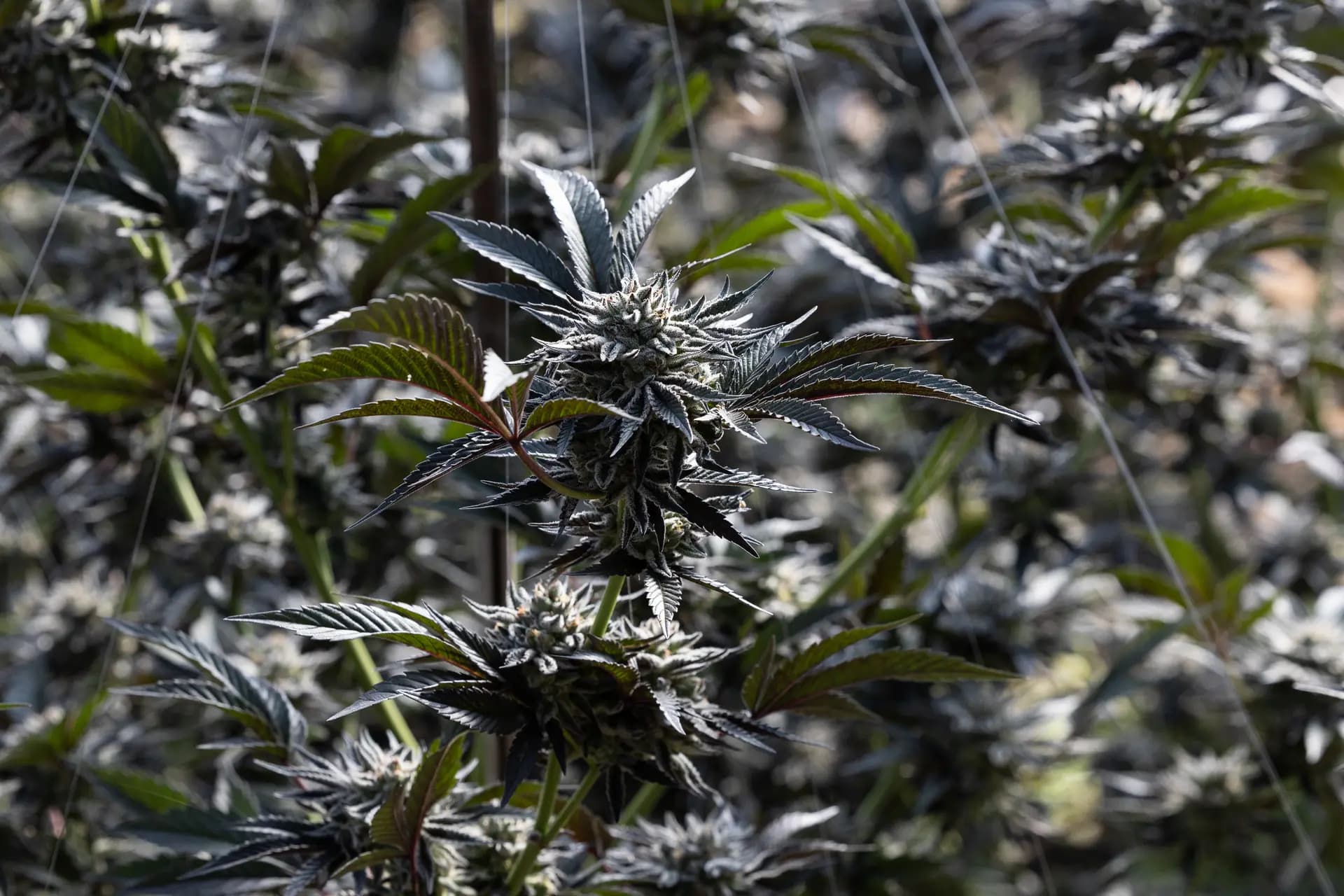 Agentes de las fuerzas del orden recogen pruebas en una plantación ilegal de marihuana en las afueras de Montague, California, el 4 de junio de 2026. (John Fredricks/The Epoch Times)