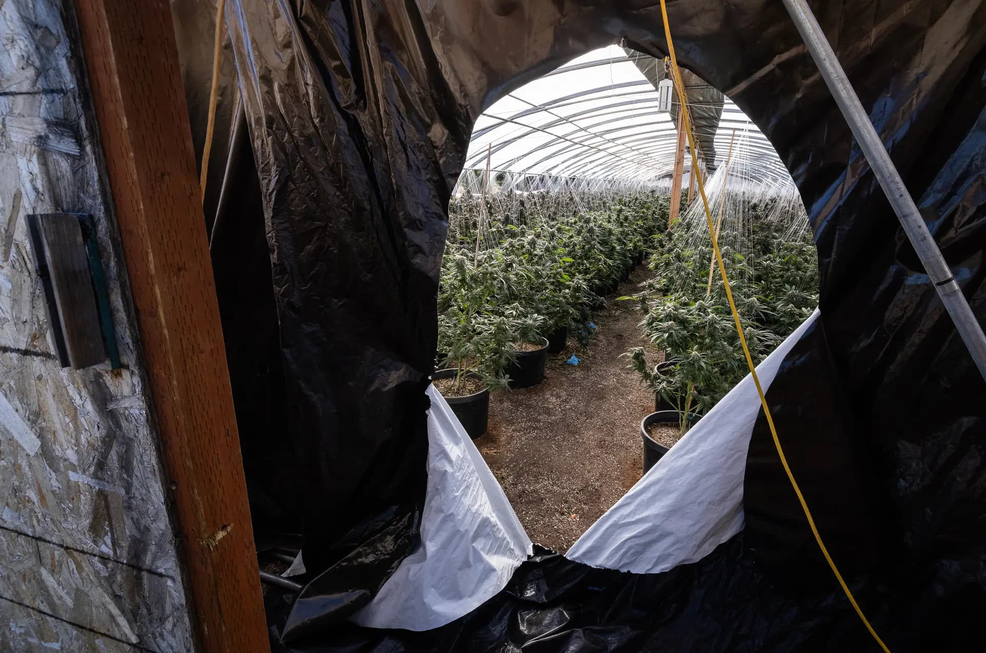 Plantas de marihuana ilegales crecen dentro de invernaderos cubiertos en las afueras de Montague, California, el 4 de junio de 2026. (John Fredricks/The Epoch Times)
