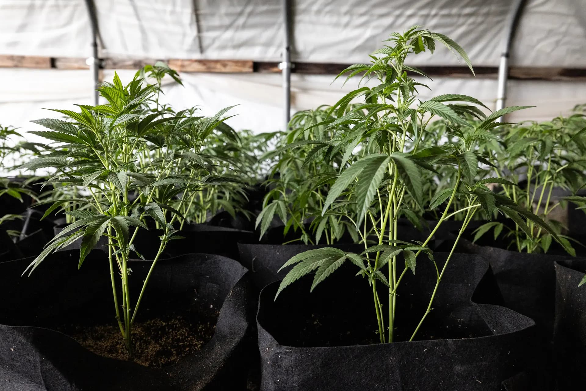 Plantas de marihuana ilegal crecen dentro de invernaderos cubiertos en las afueras de Montague, California, el 4 de junio de 2026. (John Fredricks/The Epoch Times)