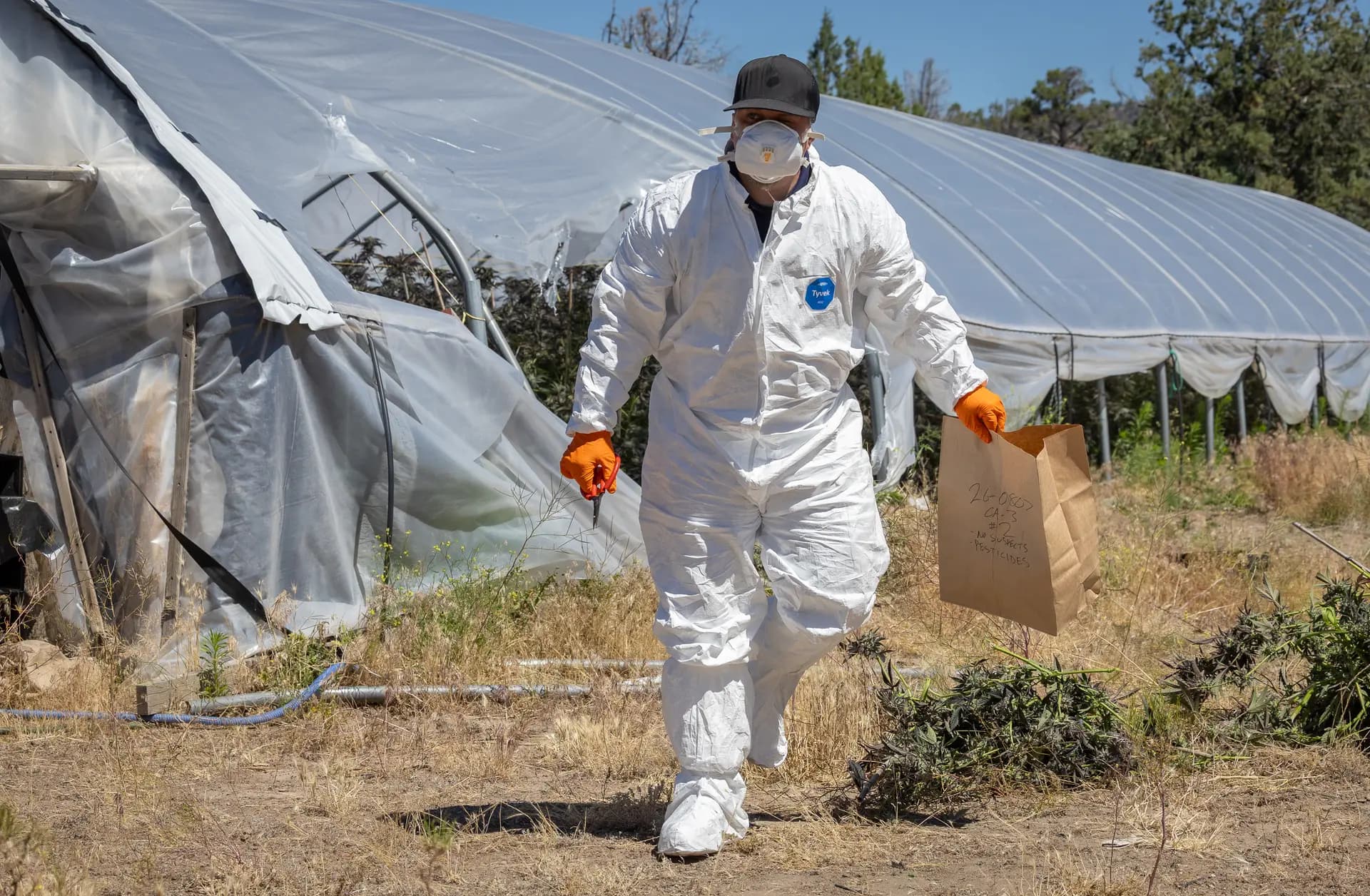 Funcionarios del condado de Siskiyou recogen pruebas del uso de pesticidas en plantaciones ilegales de marihuana en las afueras de Montague, California, el 4 de junio de 2026. (John Fredricks/The Epoch Times)