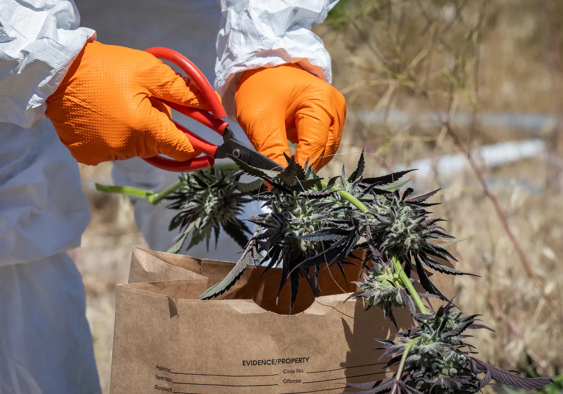 Funcionarios del condado de Siskiyou recogen pruebas del uso de pesticidas en plantaciones ilegales de marihuana en las afueras de Montague, California, el 4 de junio de 2026. (John Fredricks/The Epoch Times)