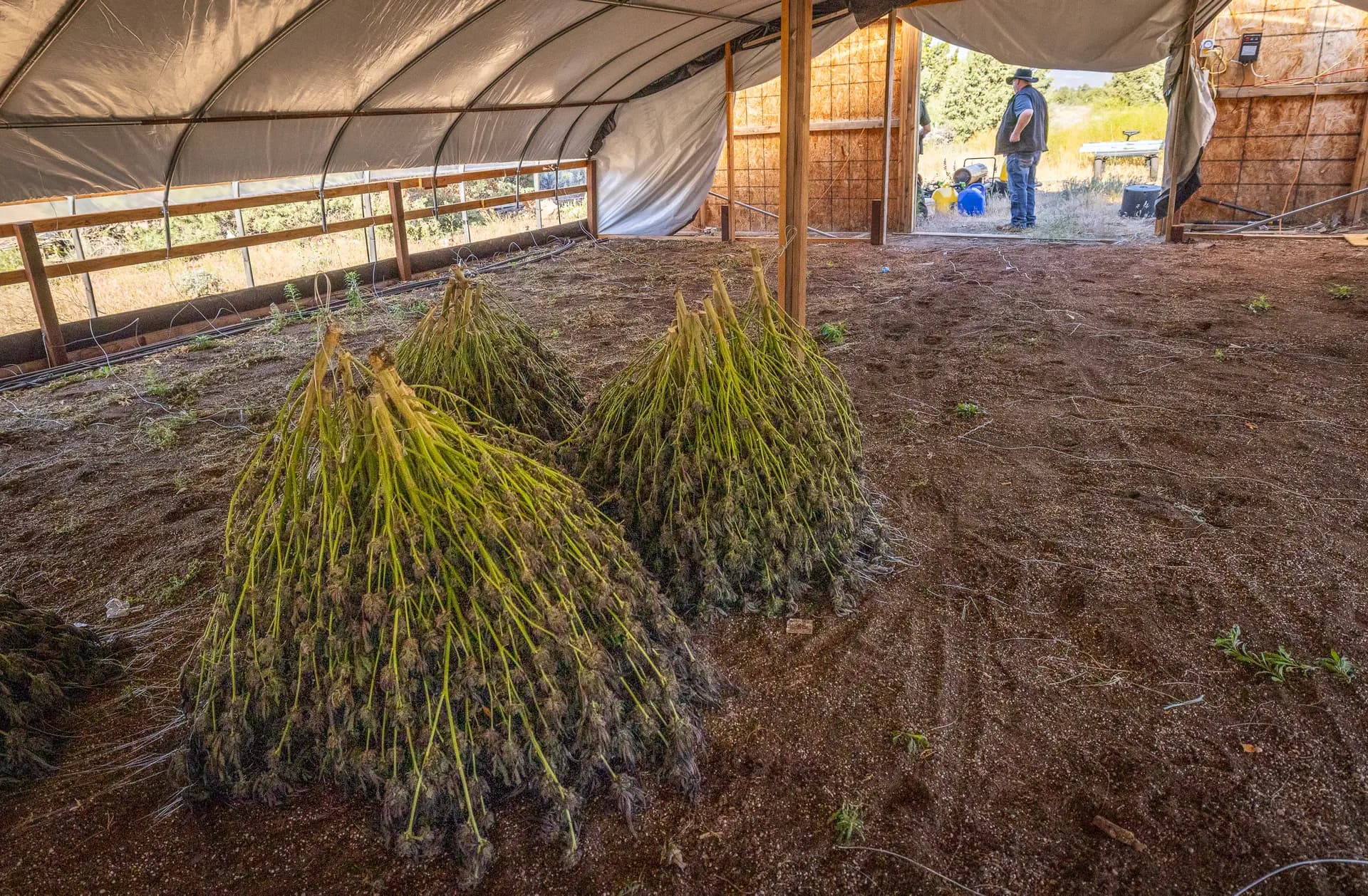 Agentes de policía comienzan a confiscar y destruir plantas de marihuana ilegales que crecen en las afueras de Montague, California, el 4 de junio de 2026. (John Fredricks/The Epoch Times)