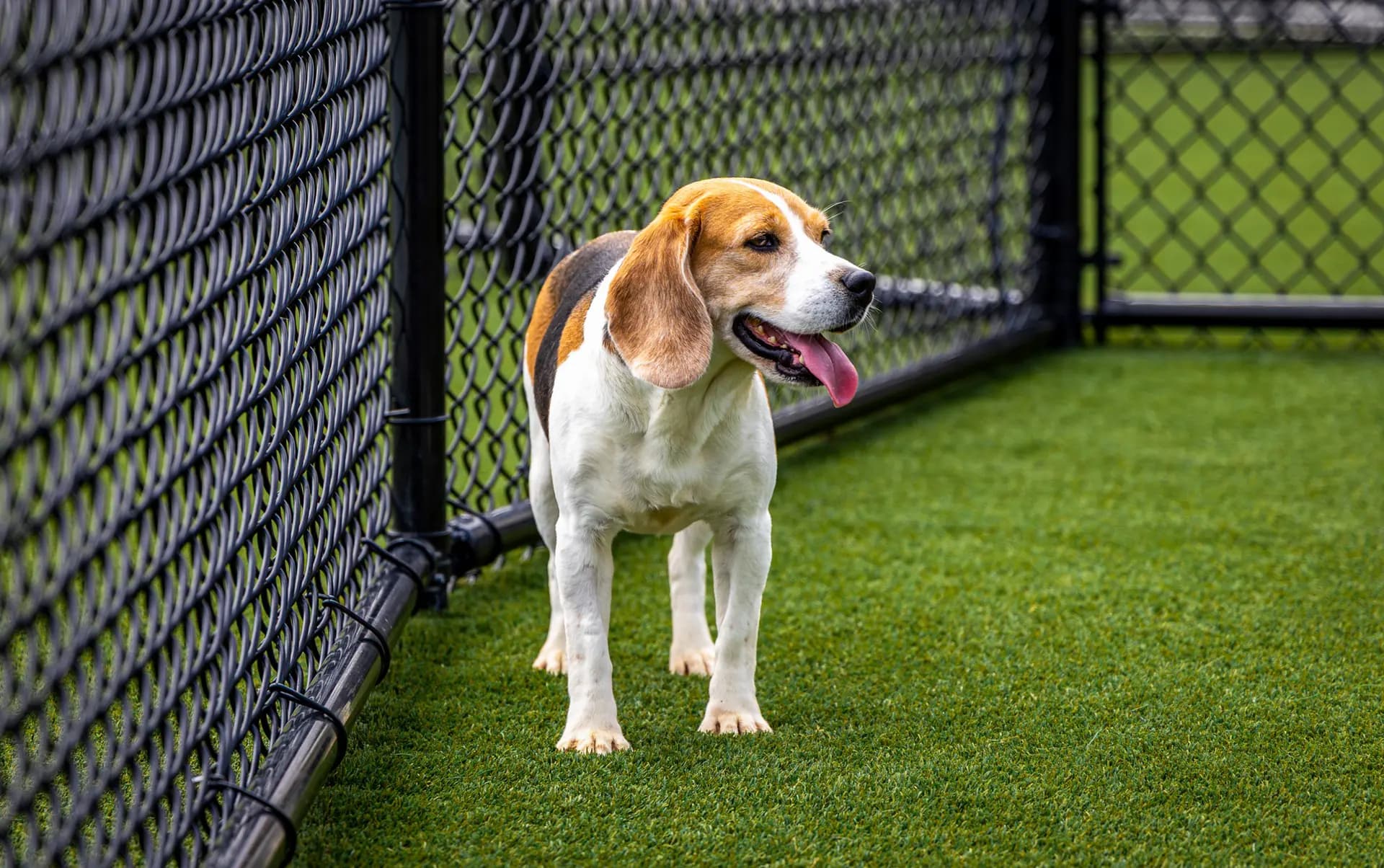 Un beagle rescatado disfruta del aire libre en un patio del refugio Big Dog Ranch Rescue, en Loxahatchee Groves, Florida, el 29 de junio de 2026. (Foto de Natasha Holt para The Epoch Times).