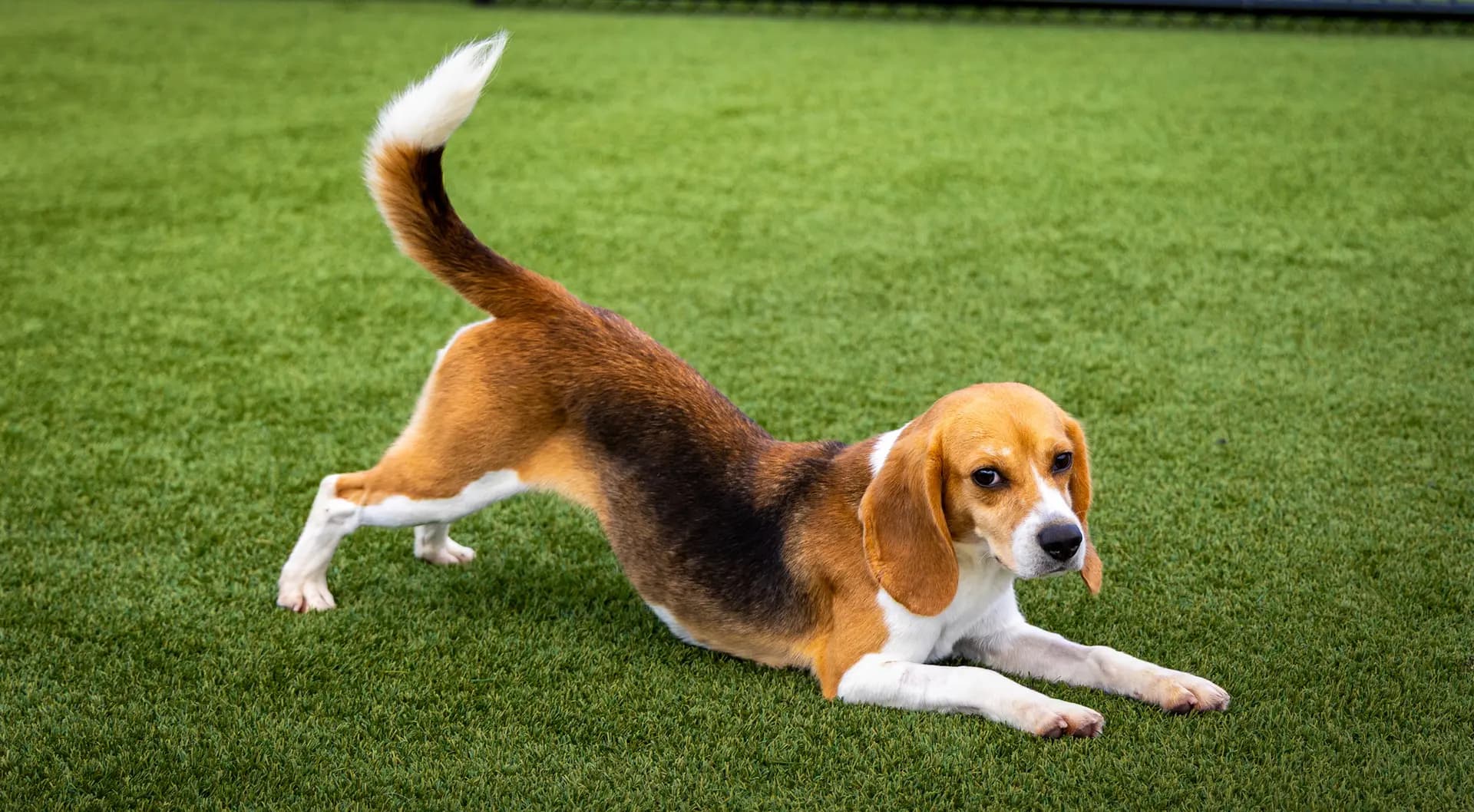 Un beagle disponible para adopción se estira durante la hora de juego en grupo en un patio con sombra en Big Dog Ranch Rescue, en Loxahatchee Groves, Florida, el 29 de junio de 2026. (Natasha Holt para The Epoch Times).