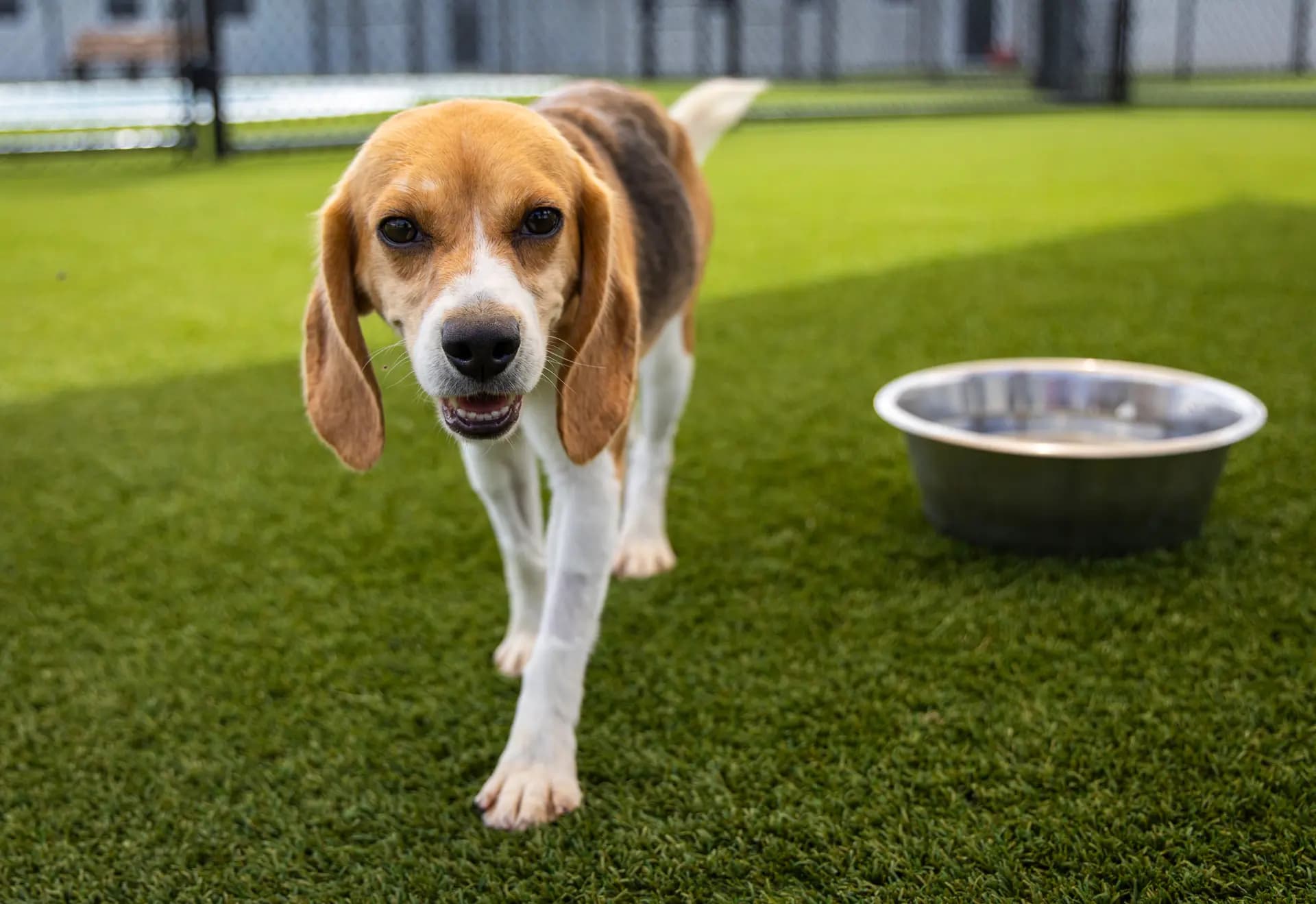 Un beagle en adopción se acerca a un fotógrafo en Big Dog Ranch Rescue, en Loxahatchee Groves, Florida, el 29 de junio de 2026. (Natasha Holt para The Epoch Times).