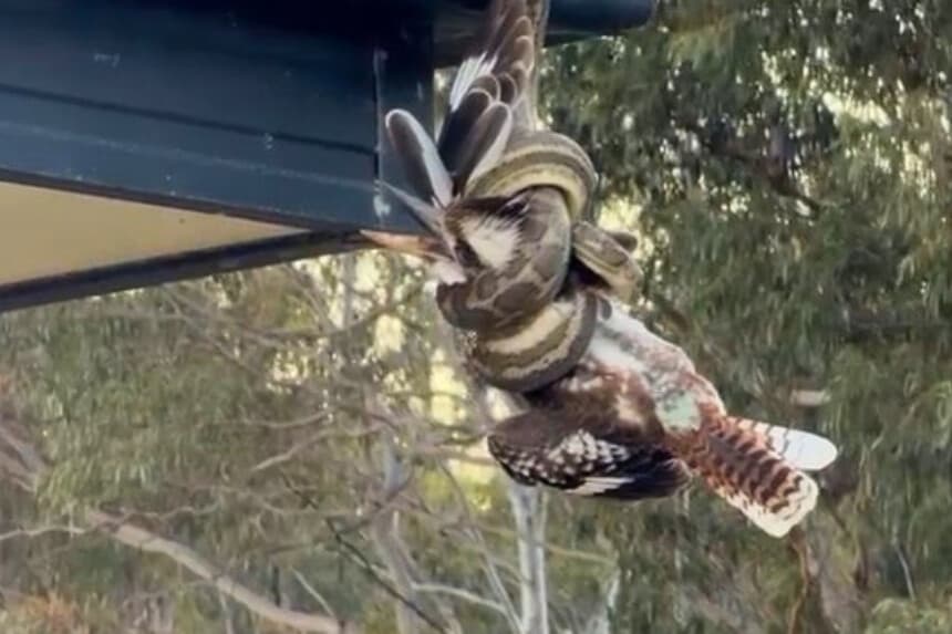 Imagen de un video impactante que muestra a los dos animales colgando de un tejado en Clinton, Queensland. (Cortesía de David Voss).