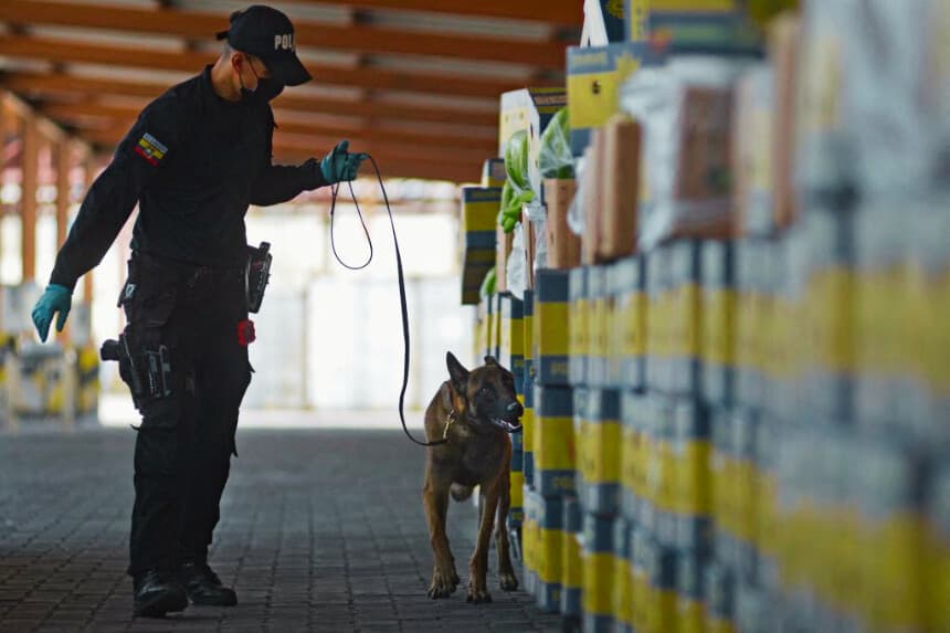 Ecuador descubre 1.2 toneladas de cocaína en un contenedor de banano rumbo a España