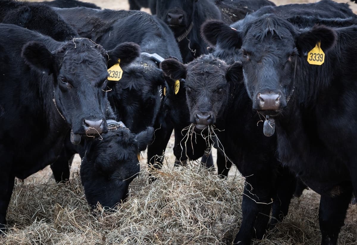 Un libro para colorear del USDA pone al descubierto la guerra del gobierno contra las vacas