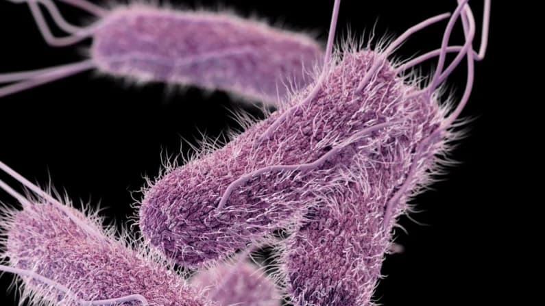 La FDA investiga un brote de Salmonella Newport con 84 casos y sin fuente identificada