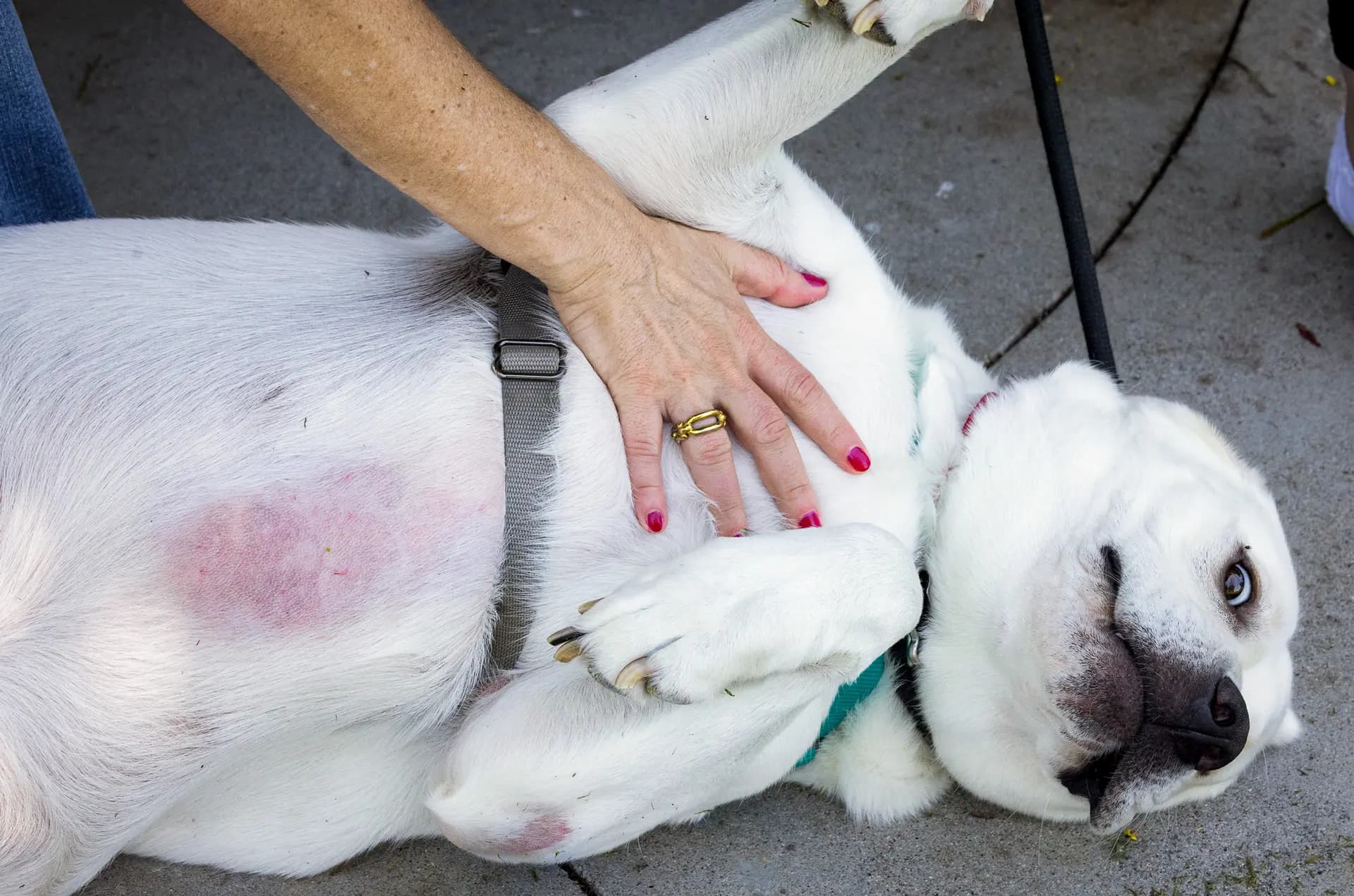 Levi, el perro, tiene sarpullido en el vientre en Ladera Ranch, California, el 24 de julio de 2026. Los residentes de Ladera Ranch llevan más de una década alertando sobre los pesticidas, haciendo referencia a sus animales enfermos. (John Fredricks/The Epoch Times)