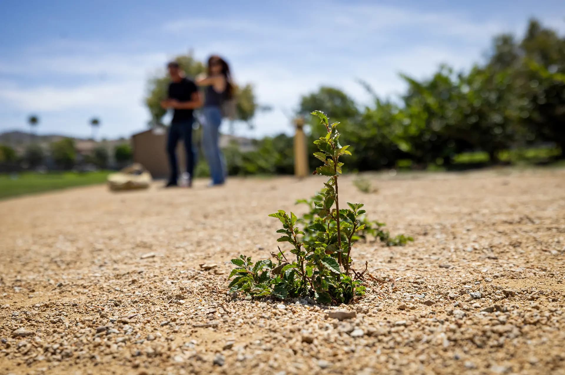 Maleza en Ladera Ranch, California, el 24 de julio de 2026. (John Fredricks/The Epoch Times)